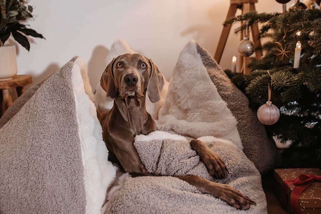 Unser Flum Manufaktur Hundebett – Design, Qualität & Alltagserfahrung