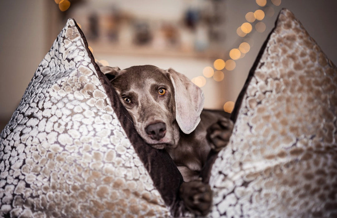 FLUM AMADEUS by BRETZ