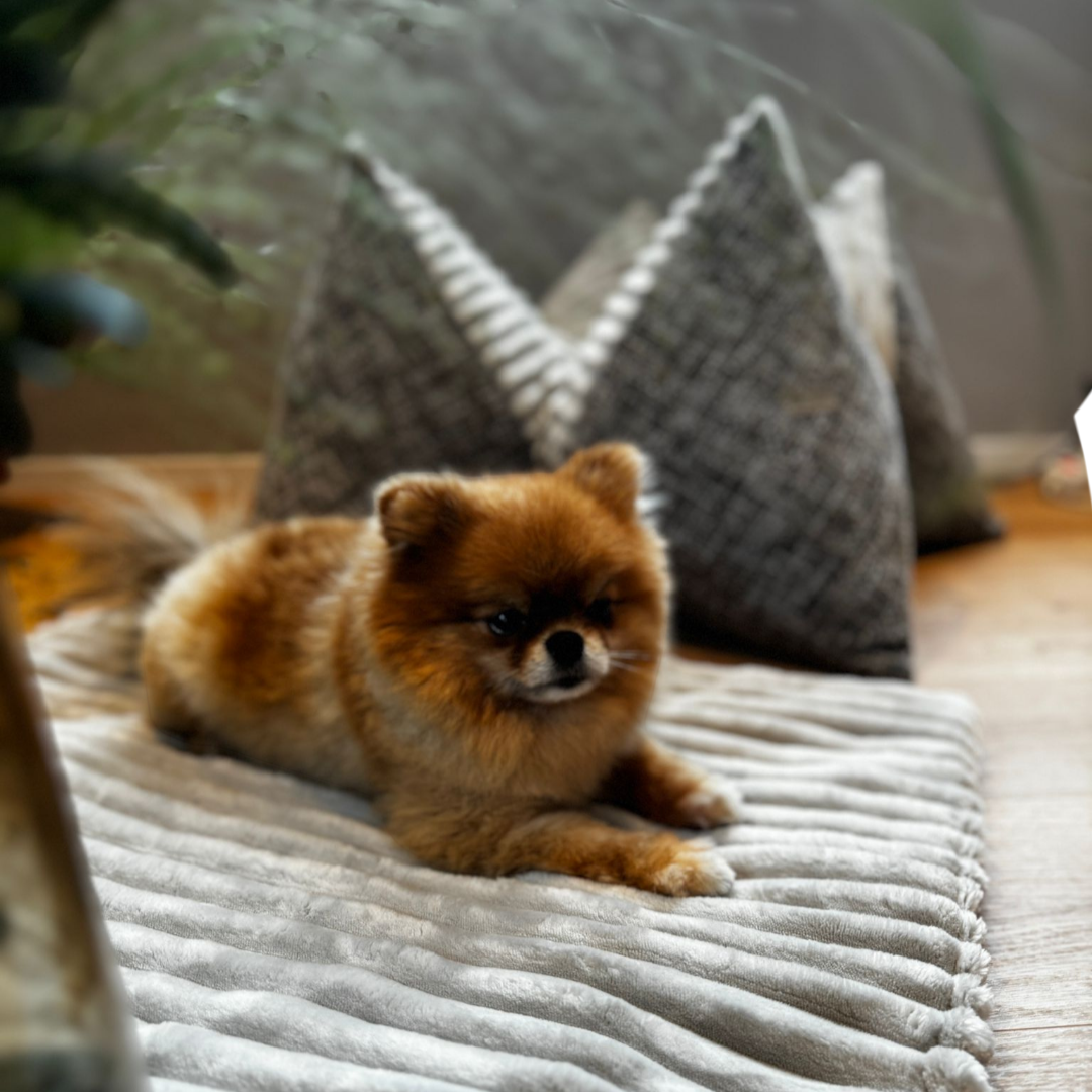 Travel Decke the fog