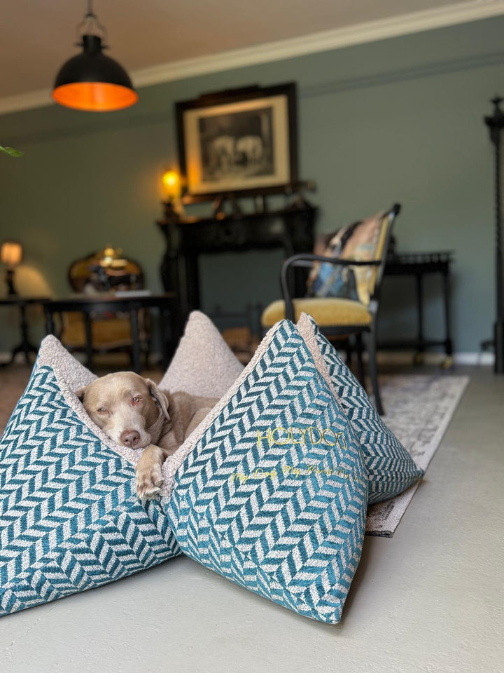 Flum x Holydog Academy #HOLYChillax