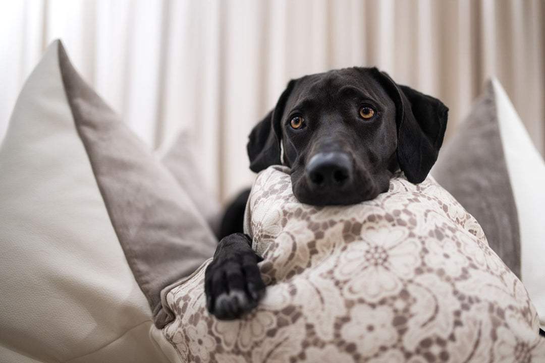 Flum x White Silhouette #cappuccinolace