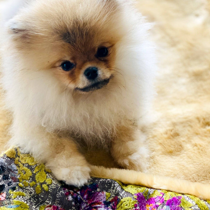 Travel-Decke Sarastro by BRETZ - FLUM Manufaktur